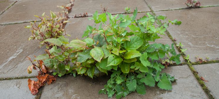 Zen Knotweed, Japanese Knotweed Removal, Cardiff, South Wales