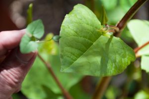 Zen Knotweed, Japanese Knotweed Removal, Cardiff, South Wales