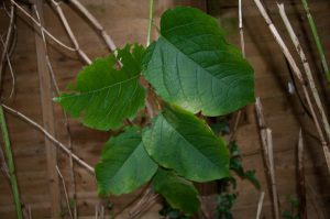 Zen Knotweed, Japanese Knotweed Removal, Cardiff, South Wales