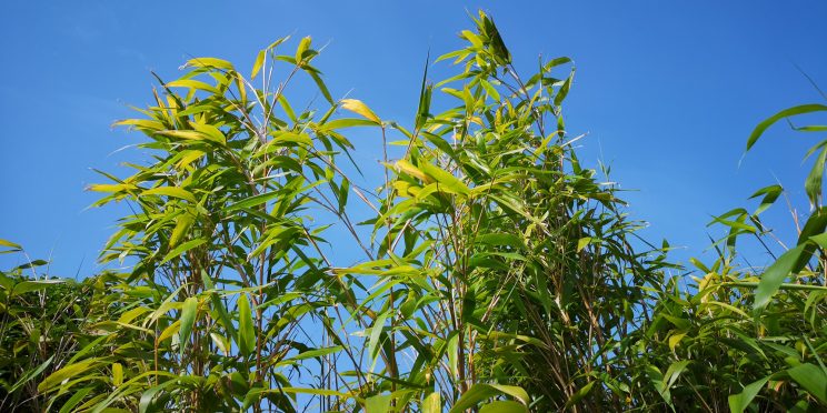 Zen Knotweed, Japanese Knotweed Removal, Cardiff, South Wales