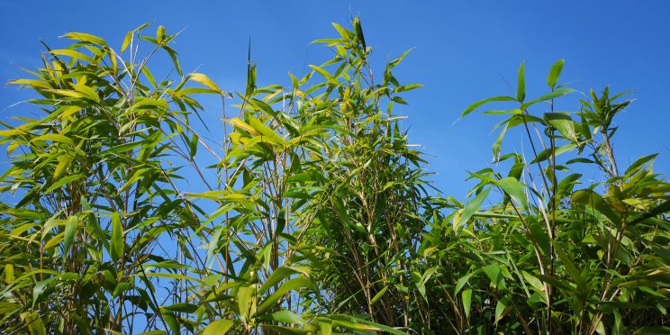 Bamboo - full growth