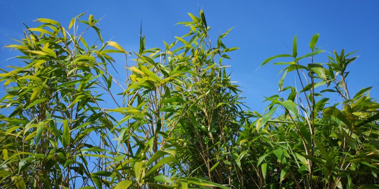 Zen Knotweed, Japanese Knotweed Removal, Cardiff, South Wales