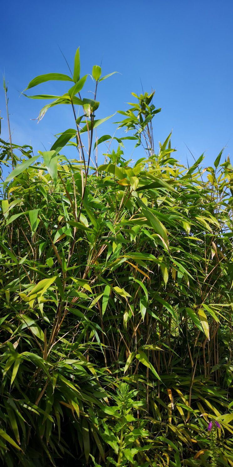 Zen Knotweed, Japanese Knotweed Removal, Cardiff, South Wales