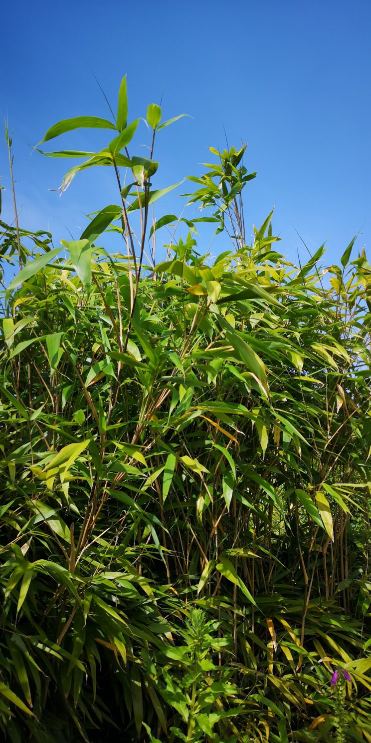 Bamboo - full growth