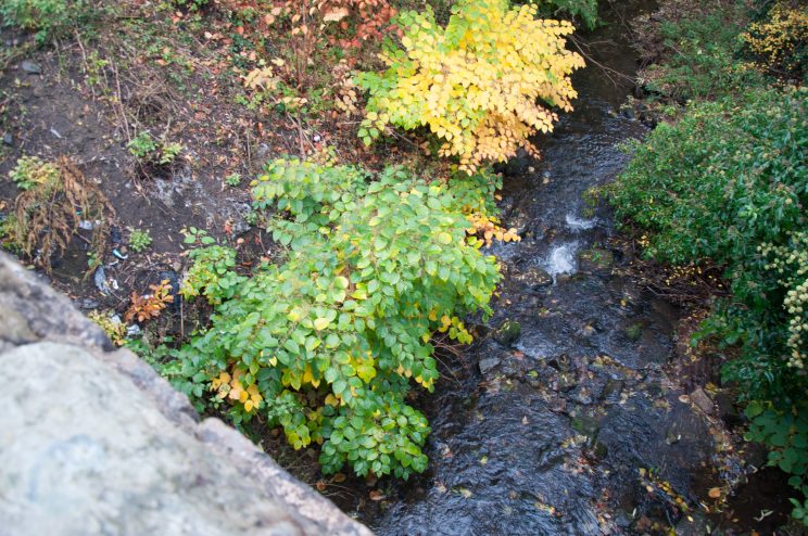 Zen Knotweed, Japanese Knotweed Removal, Cardiff, South Wales