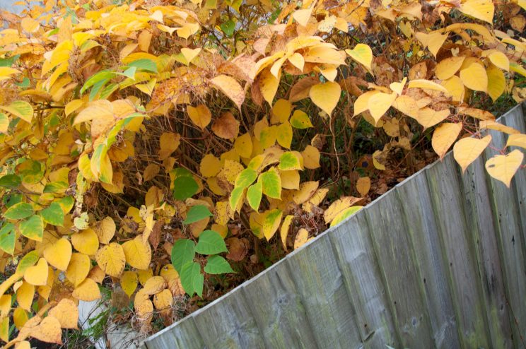 Zen Knotweed, Japanese Knotweed Removal, Cardiff, South Wales