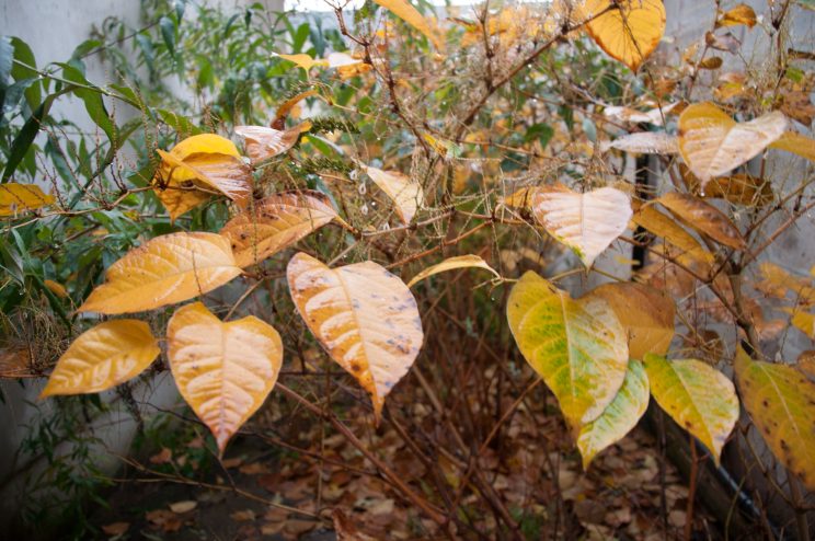 Zen Knotweed, Japanese Knotweed Removal, Cardiff, South Wales