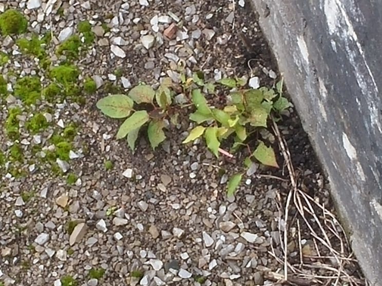 Zen Knotweed, Japanese Knotweed Removal, Cardiff, South Wales