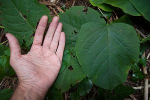 Zen Knotweed, Japanese Knotweed Removal, Cardiff, South Wales