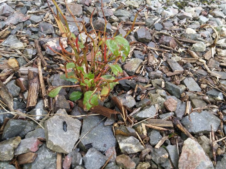 Bonsai growth - Spring