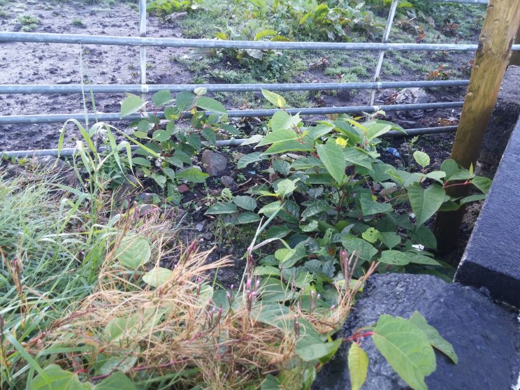 Zen Knotweed, Japanese Knotweed Removal, Cardiff, South Wales