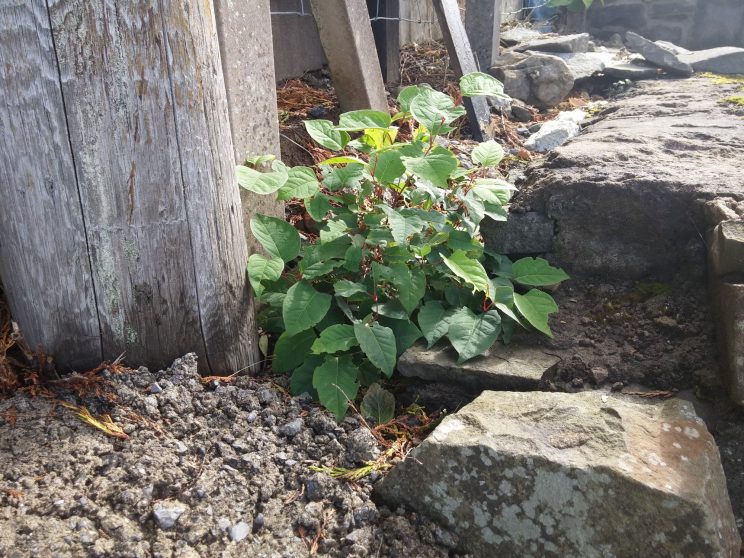 Zen Knotweed, Japanese Knotweed Removal, Cardiff, South Wales