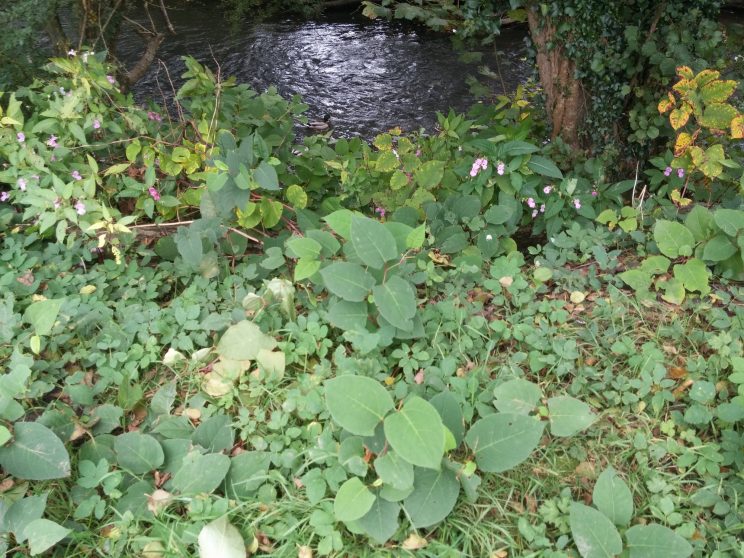 Zen Knotweed, Japanese Knotweed Removal, Cardiff, South Wales