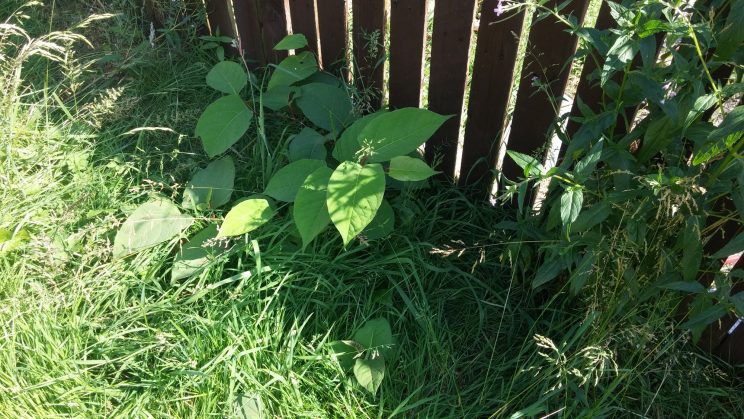 Zen Knotweed, Japanese Knotweed Removal, Cardiff, South Wales