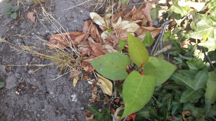 Zen Knotweed, Japanese Knotweed Removal, Cardiff, South Wales