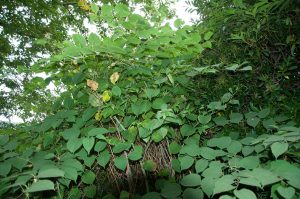 Zen Knotweed, Japanese Knotweed Removal, Cardiff, South Wales