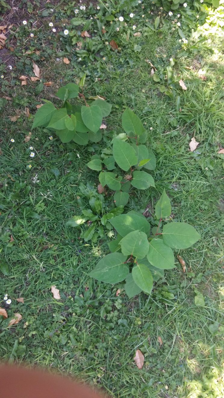 Zen Knotweed, Japanese Knotweed Removal, Cardiff, South Wales