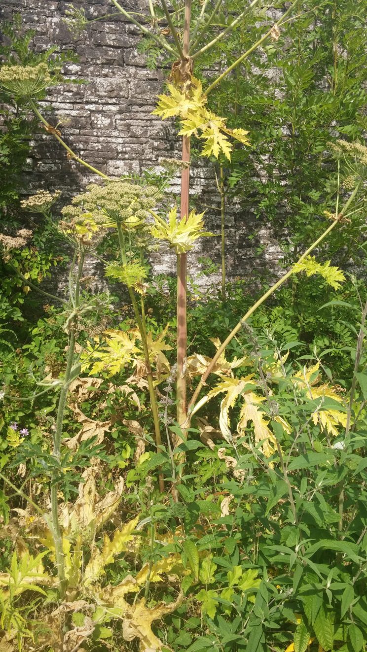 Giant Hogweed - late summer