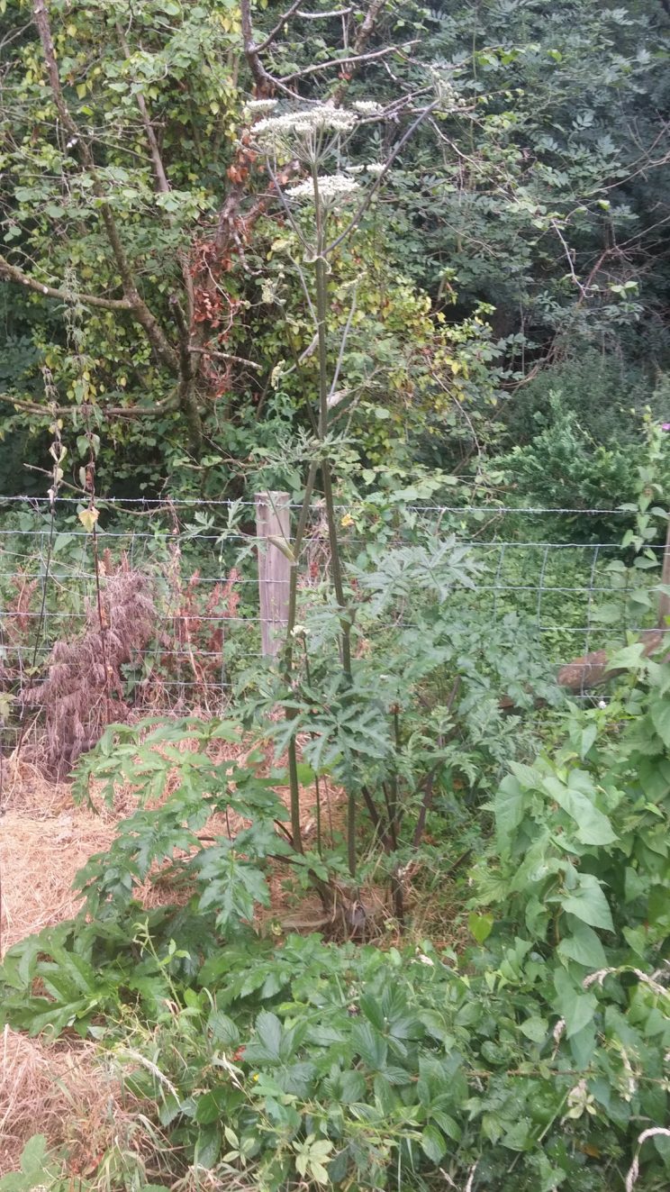 Giant Hogweed - late summer