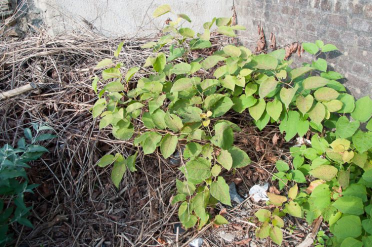 Zen Knotweed, Japanese Knotweed Removal, Cardiff, South Wales