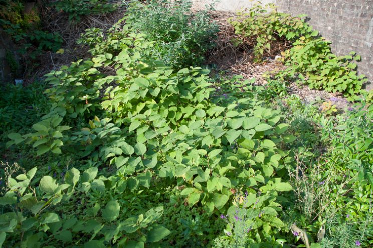 Zen Knotweed, Japanese Knotweed Removal, Cardiff, South Wales