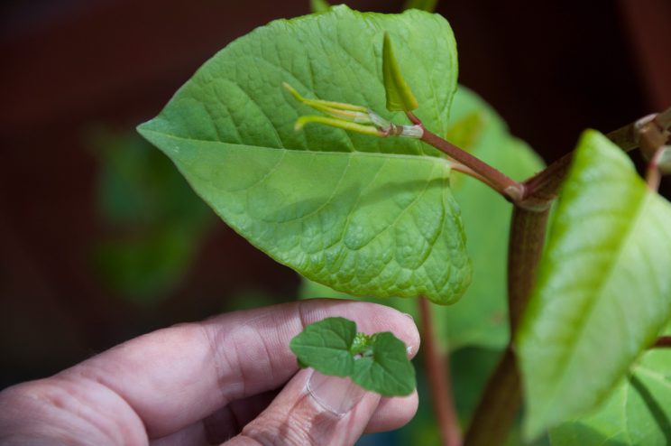 Zen Knotweed, Japanese Knotweed Removal, Cardiff, South Wales