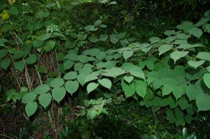 Zen Knotweed, Japanese Knotweed Removal, Cardiff, South Wales