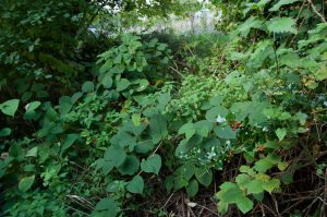 Zen Knotweed, Japanese Knotweed Removal, Cardiff, South Wales