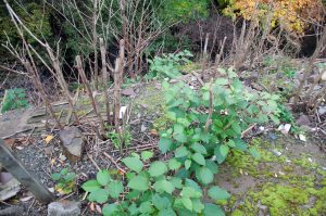 Zen Knotweed, Japanese Knotweed Removal, Cardiff, South Wales