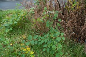 Zen Knotweed, Japanese Knotweed Removal, Cardiff, South Wales