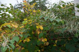 Zen Knotweed, Japanese Knotweed Removal, Cardiff, South Wales