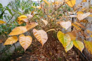 Zen Knotweed, Japanese Knotweed Removal, Cardiff, South Wales