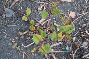 Zen Knotweed, Japanese Knotweed Removal, Cardiff, South Wales