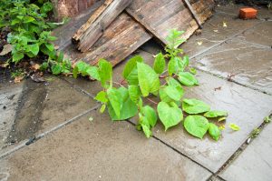 Zen Knotweed, Japanese Knotweed Removal, Cardiff, South Wales