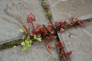 Early shoots - Distinctive colour