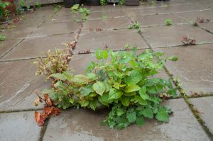 Bonsai and new growth - Spring