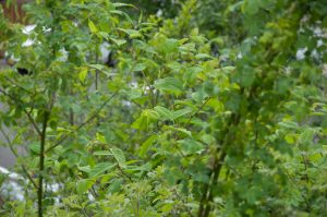 Zen Knotweed, Japanese Knotweed Removal, Cardiff, South Wales