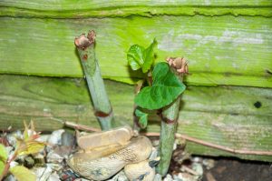 New growth on previously cut canes