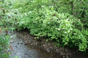 Zen Knotweed, Japanese Knotweed Removal, Cardiff, South Wales