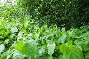 Zen Knotweed, Japanese Knotweed Removal, Cardiff, South Wales