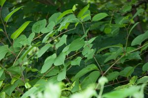 Zen Knotweed, Japanese Knotweed Removal, Cardiff, South Wales