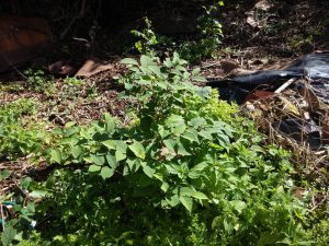 Zen Knotweed, Japanese Knotweed Removal, Cardiff, South Wales