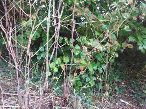 Zen Knotweed, Japanese Knotweed Removal, Cardiff, South Wales