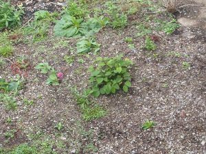 Zen Knotweed, Japanese Knotweed Removal, Cardiff, South Wales