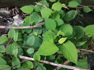 Zen Knotweed, Japanese Knotweed Removal, Cardiff, South Wales