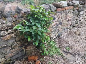 Zen Knotweed, Japanese Knotweed Removal, Cardiff, South Wales