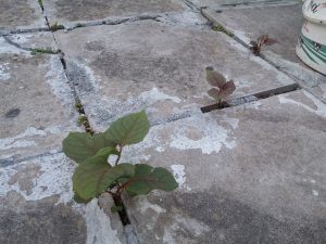 Zen Knotweed, Japanese Knotweed Removal, Cardiff, South Wales