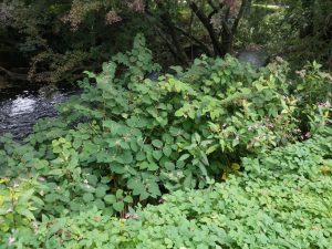 Zen Knotweed, Japanese Knotweed Removal, Cardiff, South Wales