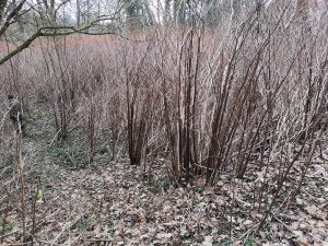 Zen Knotweed, Japanese Knotweed Removal, Cardiff, South Wales