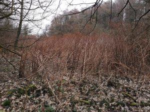 Zen Knotweed, Japanese Knotweed Removal, Cardiff, South Wales